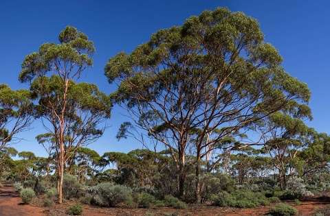 Photo: Karlkurla Bushland Park